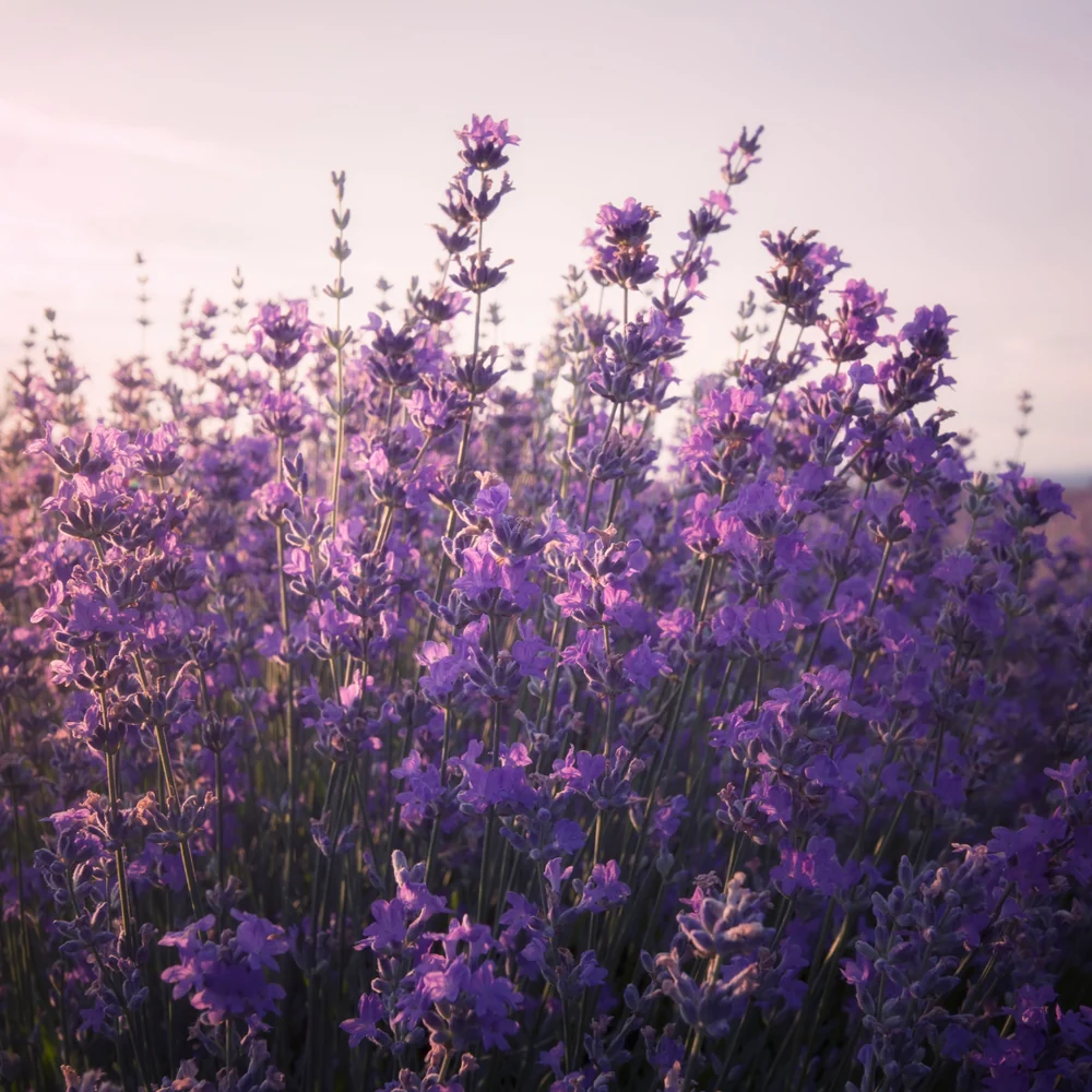 Angel Lavender Purple Overtone Mask 250g